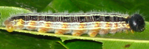 Larvae